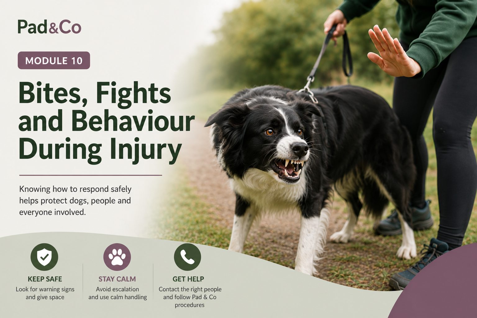 Fights and Behaviour During Injury