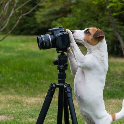 Dog jack russell terrier takes pictures on camera on a tripod outdoors