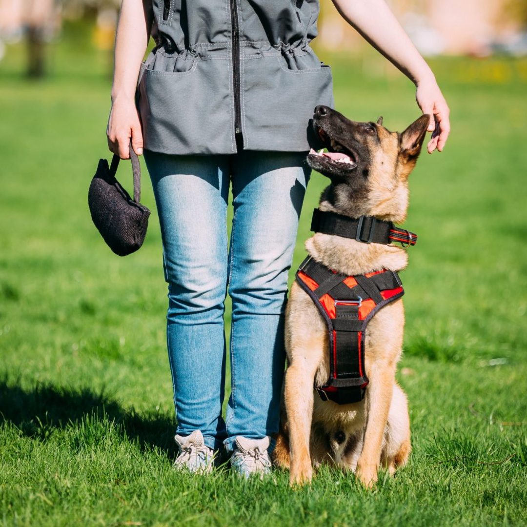 Malinois,Dog,Sit,Outdoors,In,Green,Summer,Grass,Near,Owner