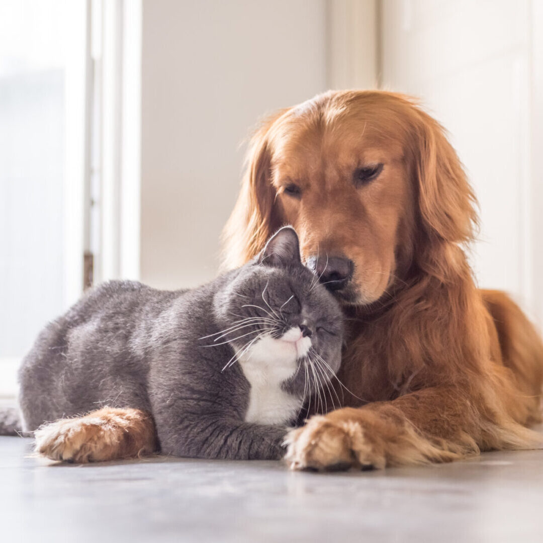 dog and cat pets